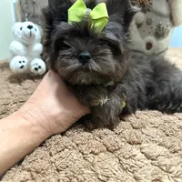 Black Merle male, a male Yorkshire Terrier for sale in Pensacola, FL – Photo 5 of 10