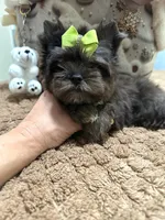 Black Merle male, a male Yorkshire Terrier for sale in Pensacola, FL – Photo 5 of 10