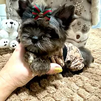 Black Merle male, a male Yorkshire Terrier for sale in Pensacola, FL – Photo 9 of 10