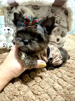 Black Merle male, a male Yorkshire Terrier for sale in Pensacola, FL – Photo 9 of 10