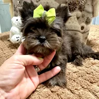 Black Merle male, a male Yorkshire Terrier for sale in Pensacola, FL – Photo 10 of 10