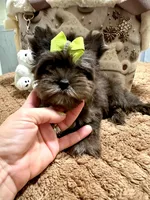 Black Merle male, a male Yorkshire Terrier for sale in Pensacola, FL – Photo 10 of 10