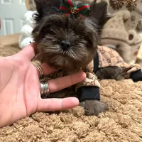 Black Merle male, a male Yorkshire Terrier for sale in Pensacola, FL – Photo 4 of 10
