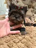 Black Merle male, a male Yorkshire Terrier for sale in Pensacola, FL – Photo 4 of 10