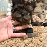 Black Merle male, a male Yorkshire Terrier for sale in Pensacola, FL – Photo 8 of 10