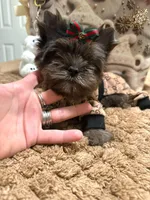 Black Merle male, a male Yorkshire Terrier for sale in Pensacola, FL – Photo 8 of 10