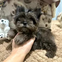 Black Merle male, a male Yorkshire Terrier for sale in Pensacola, FL – Photo 3 of 10
