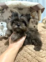 Black Merle male, a male Yorkshire Terrier for sale in Pensacola, FL – Photo 3 of 10