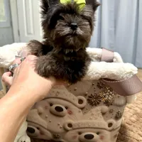 Black Merle male, a male Yorkshire Terrier for sale in Pensacola, FL – Photo 7 of 10