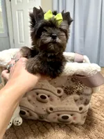 Black Merle male, a male Yorkshire Terrier for sale in Pensacola, FL – Photo 7 of 10