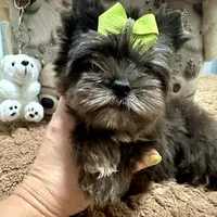 Black Merle male, a male Yorkshire Terrier for sale in Pensacola, FL – Photo 6 of 10