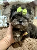 Black Merle male, a male Yorkshire Terrier for sale in Pensacola, FL – Photo 6 of 10