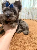 Black Merle male , a male Yorkshire Terrier for sale in Pensacola, FL – 6 of 10