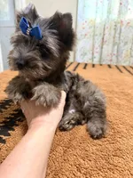 Black Merle male , a male Yorkshire Terrier for sale in Pensacola, FL – 7 of 10
