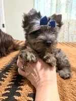 Black Merle male , a male Yorkshire Terrier for sale in Pensacola, FL – 5 of 10