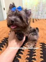 Black Merle male , a male Yorkshire Terrier for sale in Pensacola, FL – Photo 6 of 10