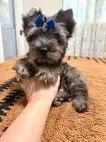 Black Merle male , a male Yorkshire Terrier for sale in Pensacola, FL – 8 of 10