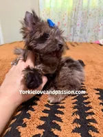 Black Merle male , a male Yorkshire Terrier for sale in Pensacola, FL – Photo 3 of 10