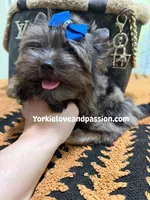 Black Merle male , a male Yorkshire Terrier for sale in Pensacola, FL – Photo 2 of 10