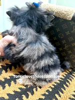 Black Merle male , a male Yorkshire Terrier for sale in Pensacola, FL – Photo 10 of 10