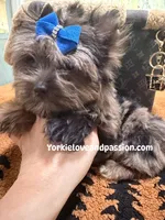 Black Merle male , a male Yorkshire Terrier for sale in Pensacola, FL – Photo 8 of 10