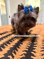 Black Merle male , a male Yorkshire Terrier for sale in Pensacola, FL – Photo 5 of 10