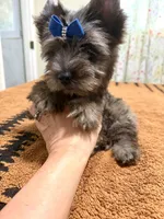 Black Merle male , a male Yorkshire Terrier for sale in Pensacola, FL – 9 of 10