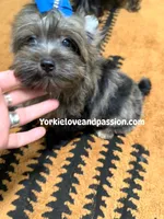 Black Merle male , a male Yorkshire Terrier for sale in Pensacola, FL – Photo 4 of 10