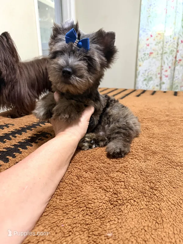 Black Merle male  – Yorkshire Terrier puppy for sale in Pensacola, FL