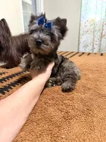 Black Merle male , a male Yorkshire Terrier for sale in Pensacola, FL – 1 of 10