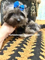 Black Merle male , a male Yorkshire Terrier for sale in Pensacola, FL – Photo 9 of 10