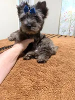 Black Merle male , a male Yorkshire Terrier for sale in Pensacola, FL – 2 of 10