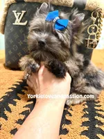 Black Merle male , a male Yorkshire Terrier for sale in Pensacola, FL – Photo 7 of 10