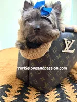 Black Merle male , a male Yorkshire Terrier for sale in Pensacola, FL – Photo 1 of 10