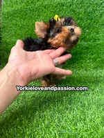 Small traditional female , a female Yorkshire Terrier for sale in Pensacola, FL – 4 of 10