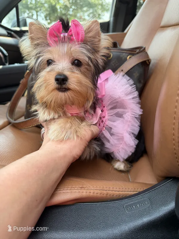 Small traditional female  – Yorkshire Terrier puppy for sale in Pensacola, FL