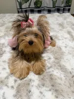 Small blue  Merle female , a female Yorkshire Terrier for sale in Pensacola, FL – 7 of 10