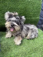 Bruno , a male Yorkshire Terrier for sale in Pensacola, FL – 7 of 10
