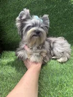 Silver Merle male , a male Yorkshire Terrier for sale in Pensacola, FL – 9 of 10
