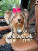 Kiki small blue Merle Female , a female Yorkshire Terrier for sale in Pensacola, FL – 7 of 9