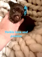Dark chocolate male, a male Yorkshire Terrier for sale in Pensacola, FL – Photo 5 of 7