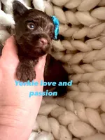 Dark chocolate male, a male Yorkshire Terrier for sale in Pensacola, FL – Photo 6 of 7