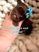 Dark chocolate male, a male Yorkshire Terrier for sale in Pensacola, FL – Photo 2 of 7