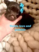 Dark chocolate male, a male Yorkshire Terrier for sale in Pensacola, FL – Photo 3 of 7