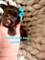Dark chocolate male, a male Yorkshire Terrier for sale in Pensacola, FL – Photo 4 of 7