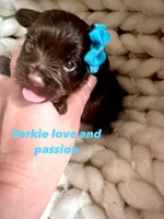 Dark chocolate male, a male Yorkshire Terrier for sale in Pensacola, FL – Photo 7 of 7