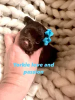 Dark chocolate male, a male Yorkshire Terrier for sale in Pensacola, FL – Photo 1 of 7
