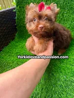 Chocolate female , a female Yorkshire Terrier for sale in Pensacola, FL – 8 of 10