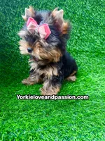 Xxsmall babydoll traditional female , a female Yorkshire Terrier for sale in Pensacola, FL – 2 of 10