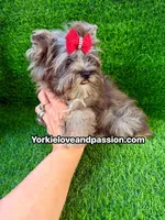 Black Merle female , a female Yorkshire Terrier for sale in Pensacola, FL – 3 of 10